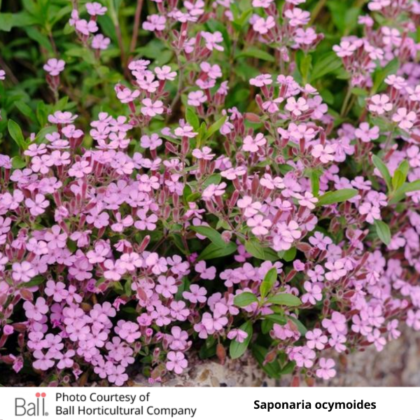 Saponaria ocymoides