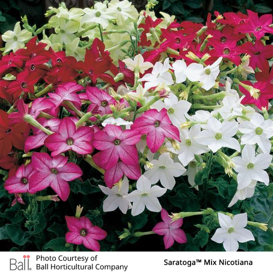 Nicotiana Saratoga™ Pack