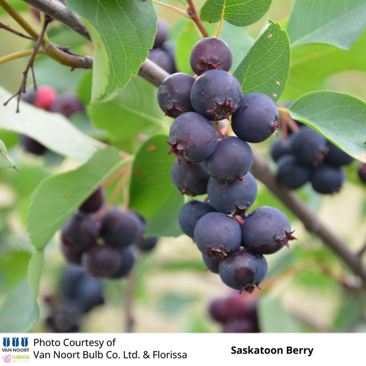 Saskatoon Berries