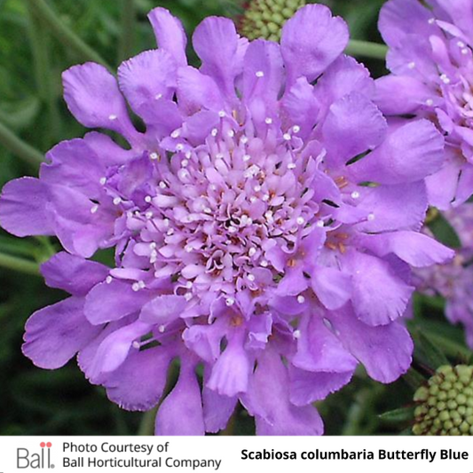 Scabiosa Blue Butterfly