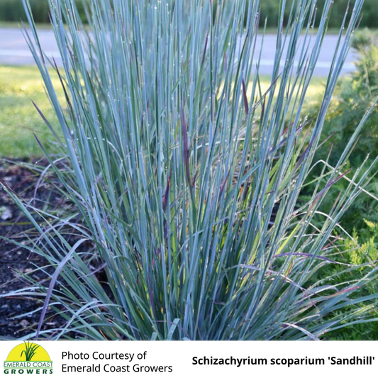 Grass Schizachyrium