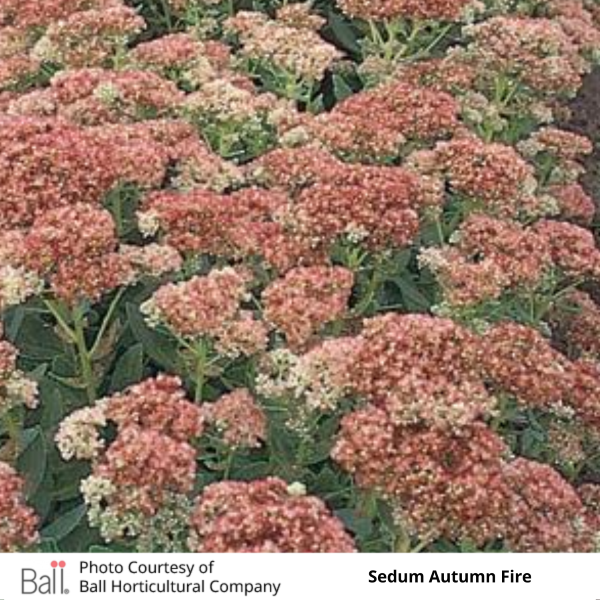 Sedum Autumn Fire plants with pink flowers and green leaves.