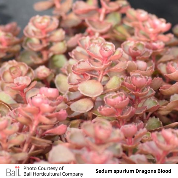 Close-up of pink and green Sedum spurium Dragons Blood.