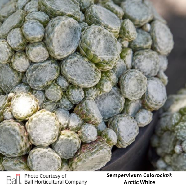 Sempervivum Colorockz®