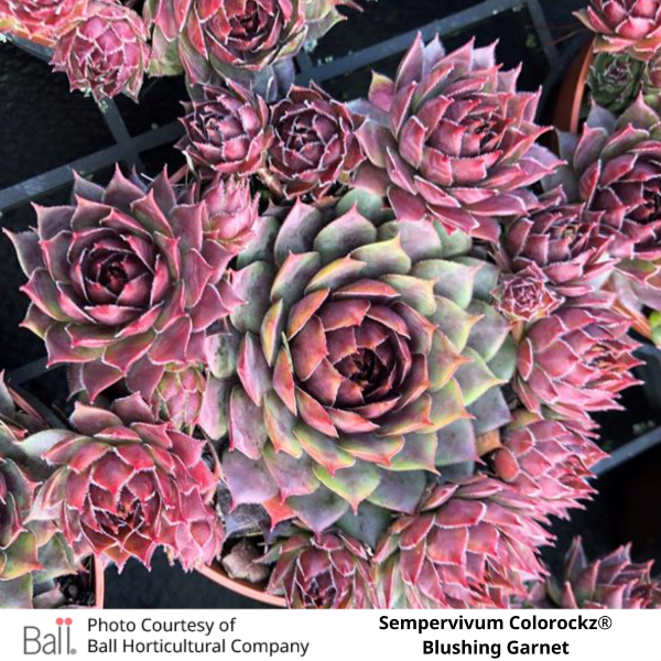 Sempervivum Colorockz®