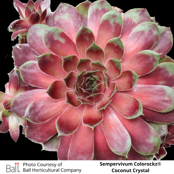 Sempervivum Colorockz®