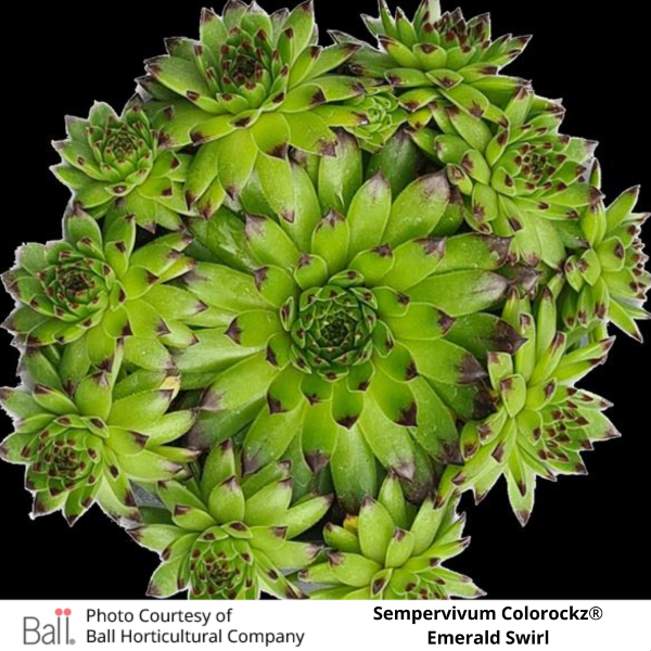Sempervivum Colorockz®
