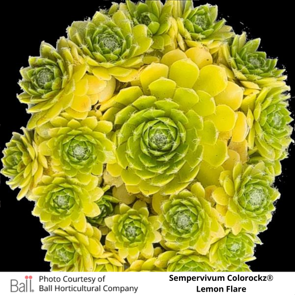 Sempervivum Colorockz®