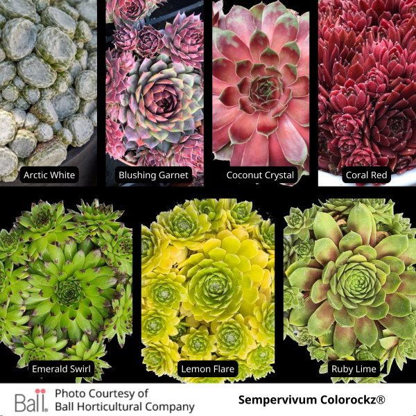 Sempervivum Colorockz®