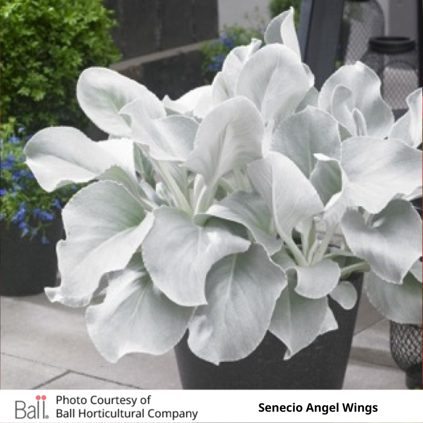 Senecio Angel Wings