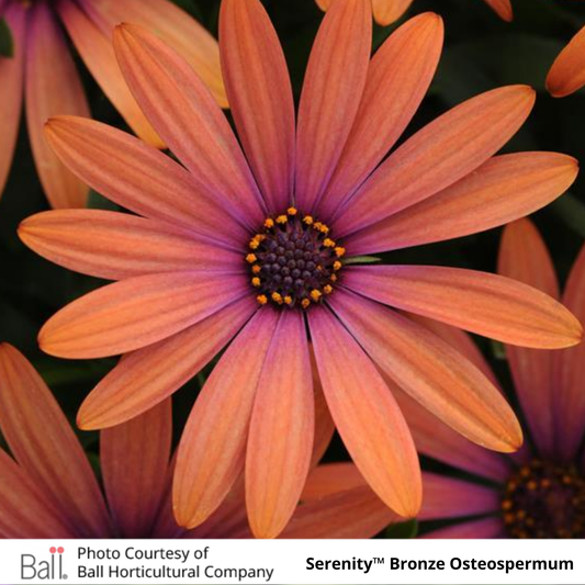 Osteospermum Serenity™