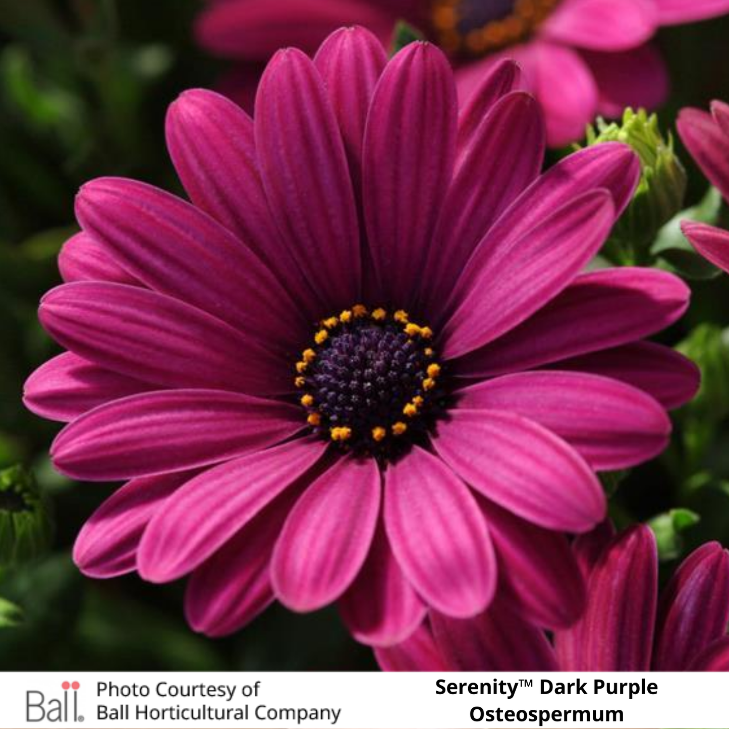 Osteospermum Serenity™