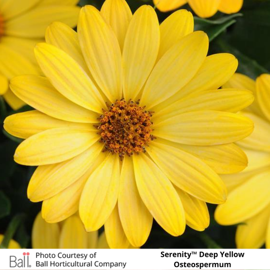 Osteospermum Serenity™