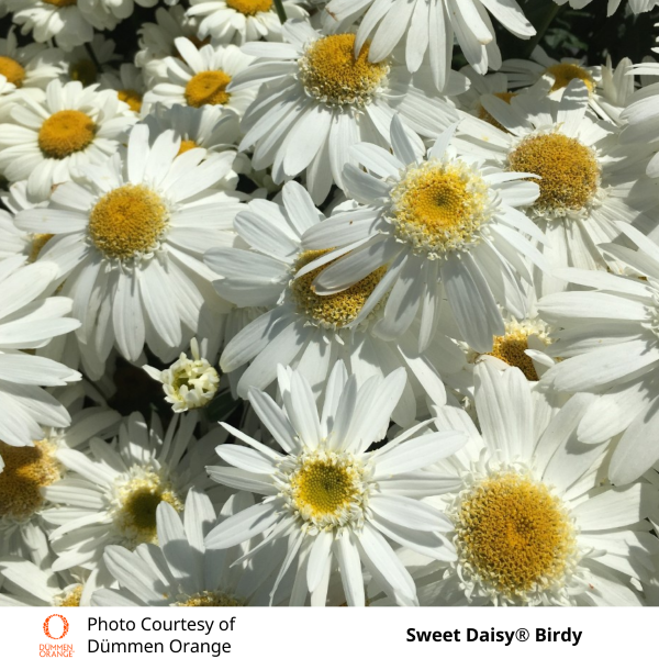 Shasta Daisy 'Sweet Daisy Birdy'