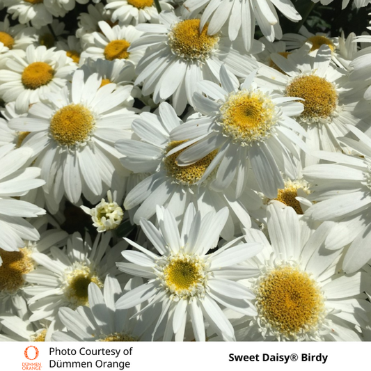 Shasta Daisy 'Sweet Daisy Birdy'