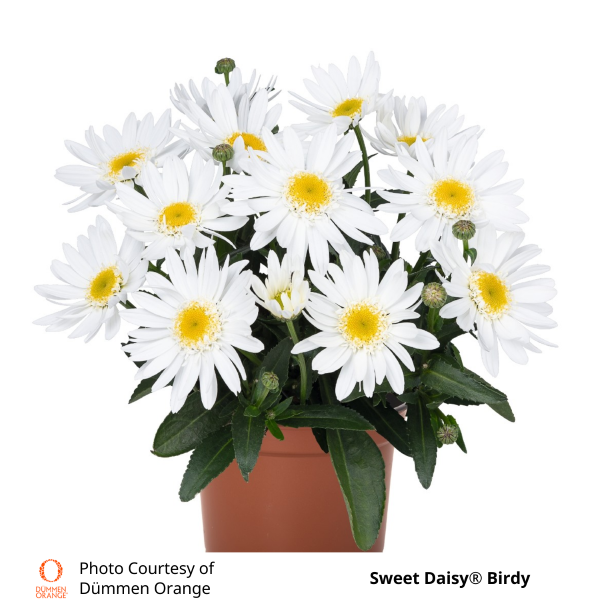 Shasta Daisy 'Sweet Daisy Birdy'