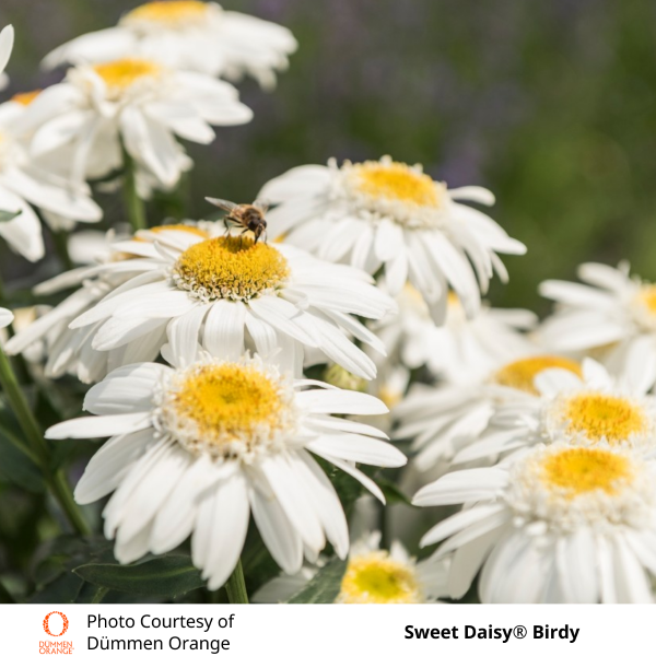 Shasta Daisy 'Sweet Daisy Birdy'