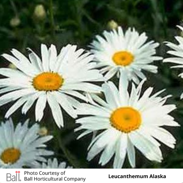 Shasta Daisy Alaska