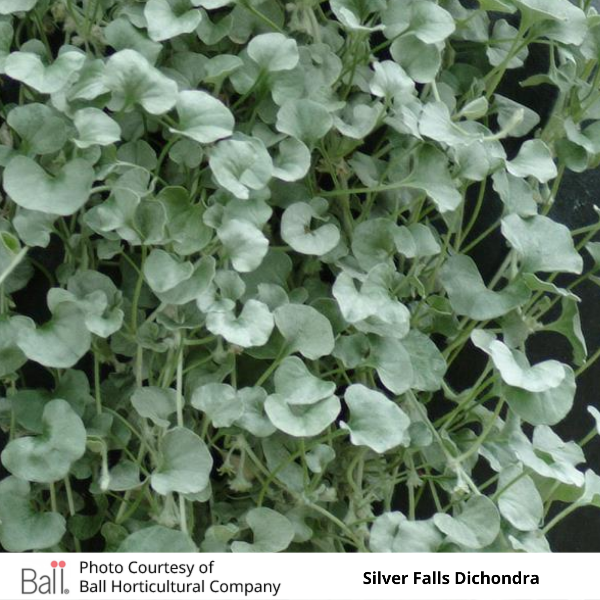 Dichondra Silver Falls