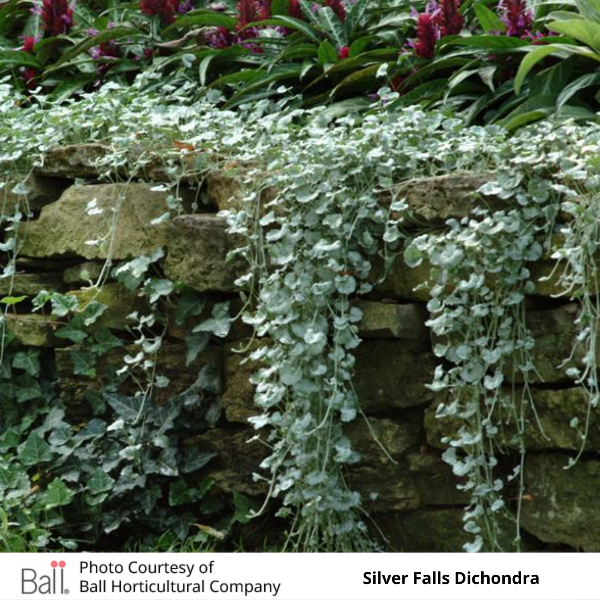 Dichondra Silver Falls