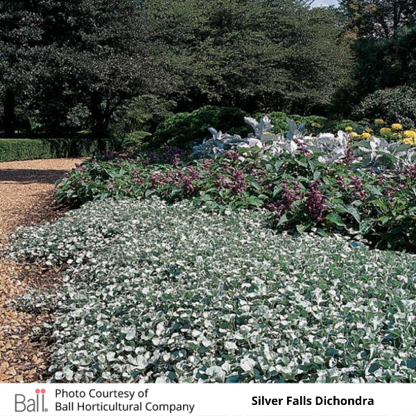 Dichondra Silver Falls