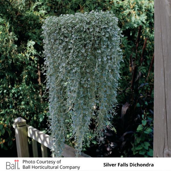 Dichondra Silver Falls