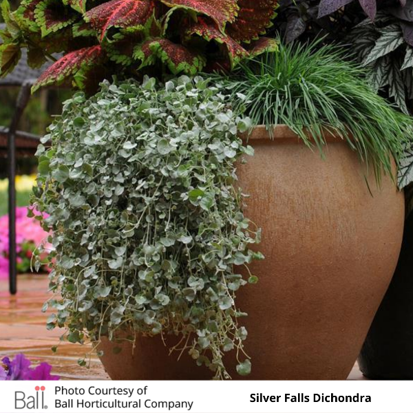 Dichondra Silver Falls