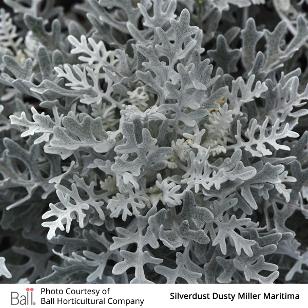 silver foliage bedding plant 