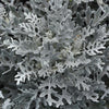 Foliage