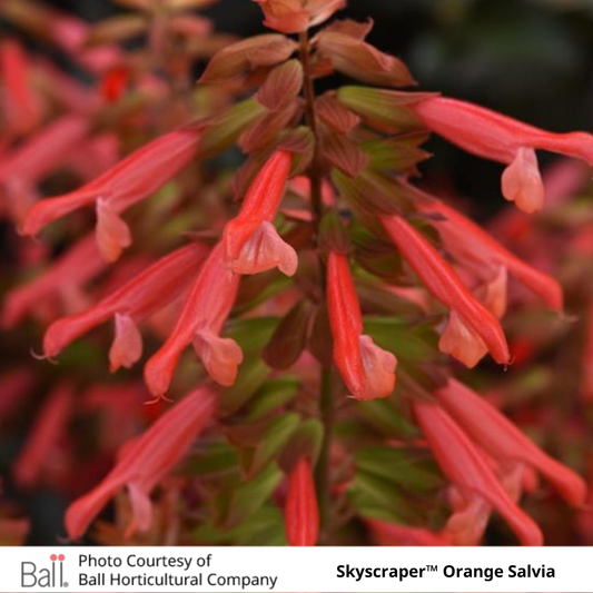 Salvia Skyscraper