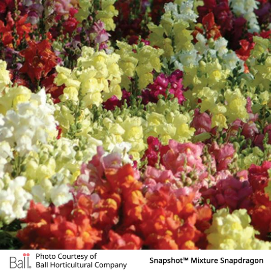 Colorful mix of snapdragon flowers