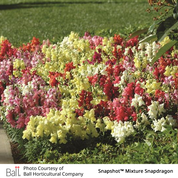 Colorful Mix of Snapshot Snapdragon flowers in a garden bed.