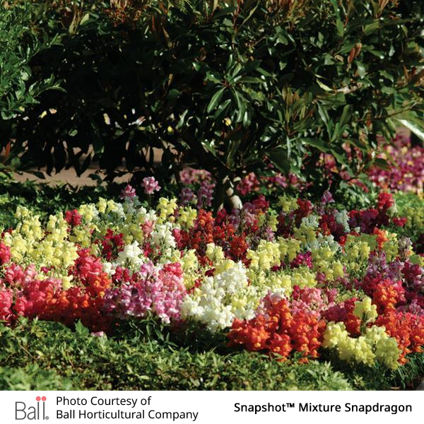 Colorful mix of snapshot snapdragon flowers in a garden