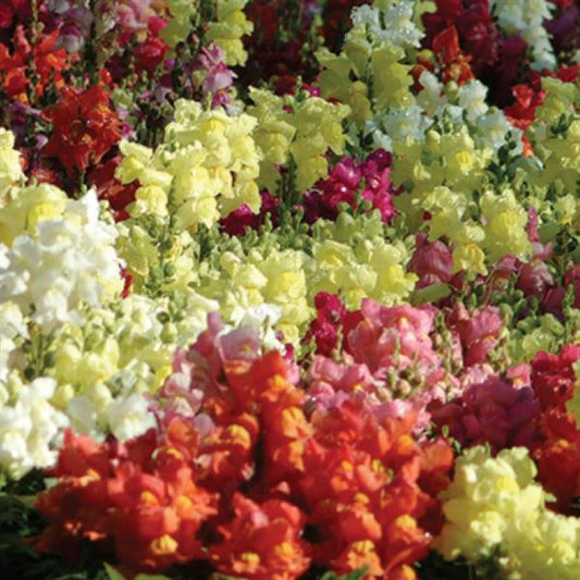 Snapdragons Snapshot™ Pack