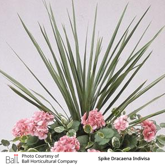 Dracaena Spike