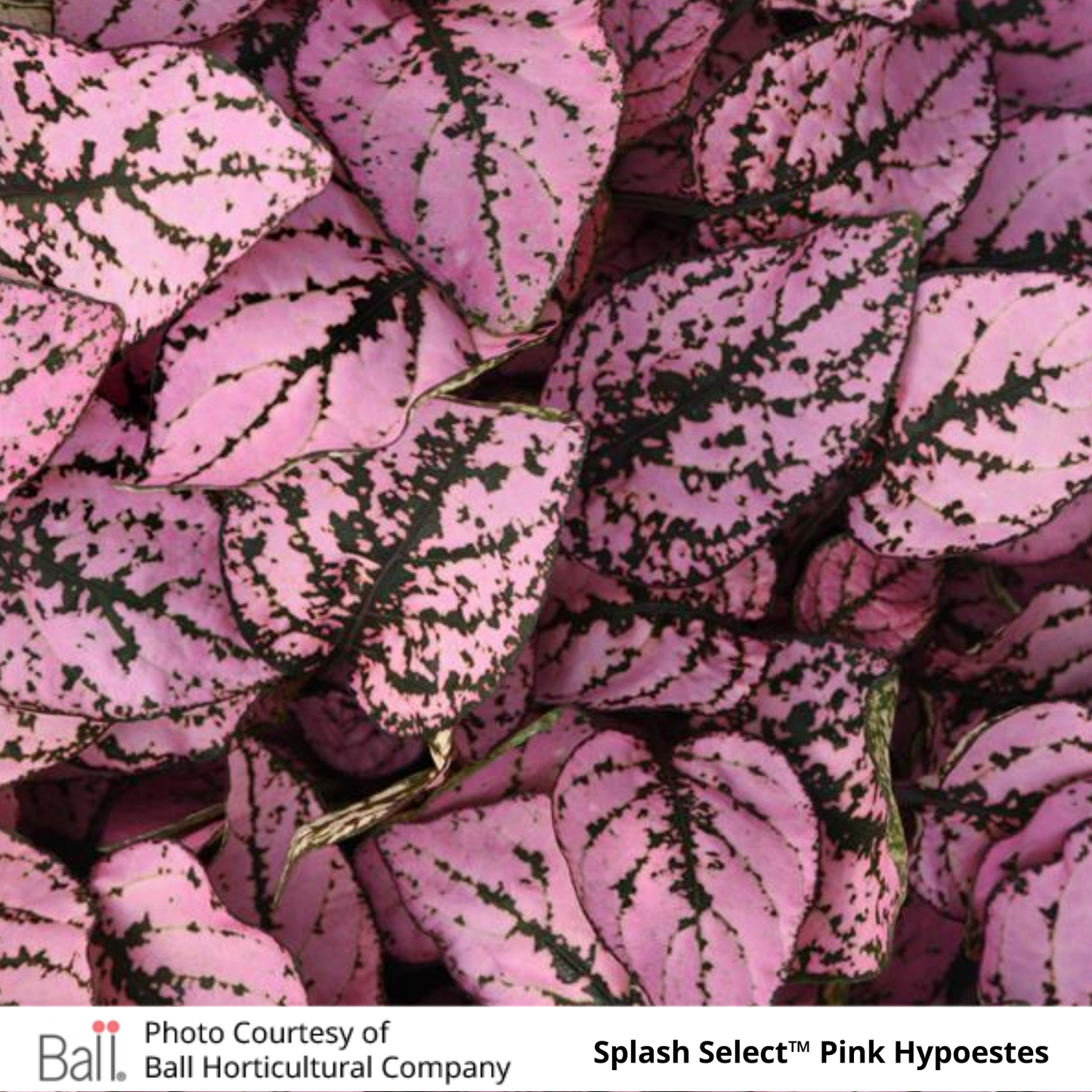 Hypoestes Splash Select™