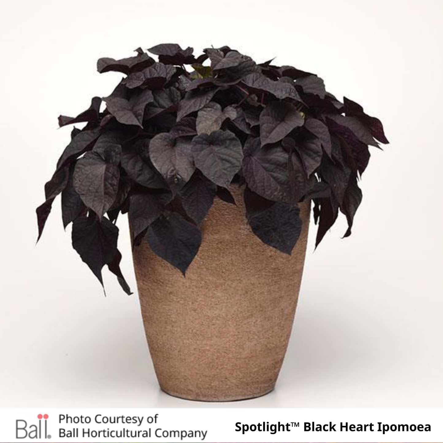 Sweet Potato Ipomoea Vine Spotlight™