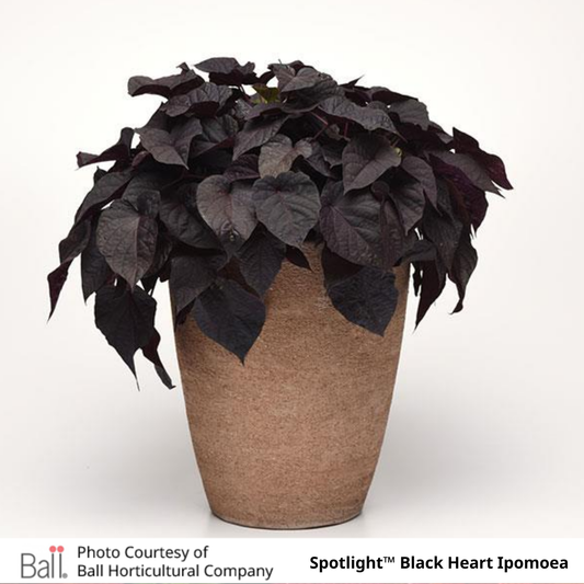 Sweet Potato Ipomoea Vine Spotlight™