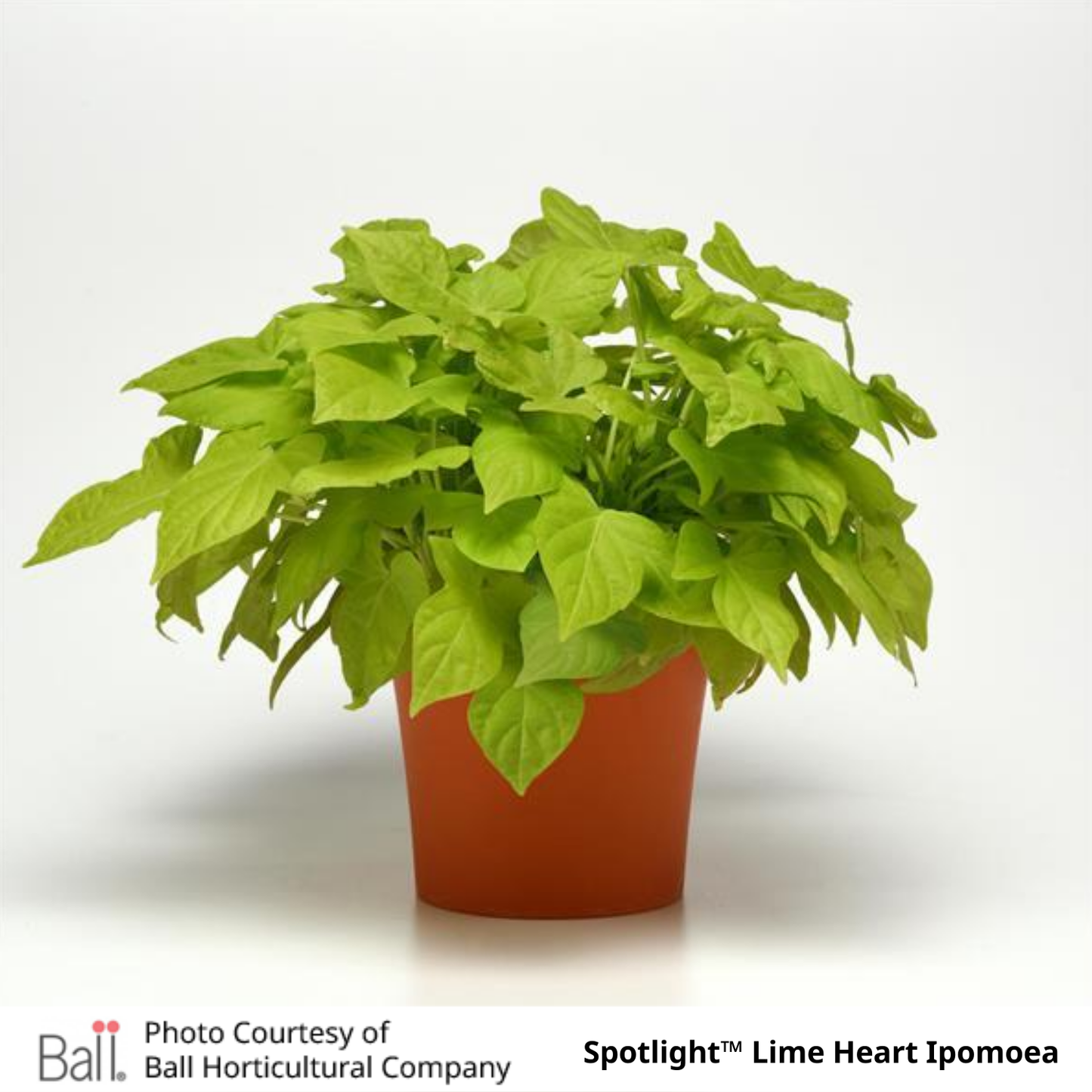 Sweet Potato Ipomoea Vine Spotlight™