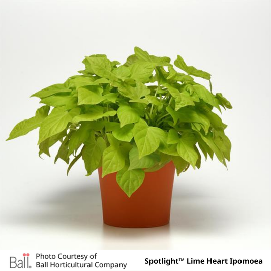 Sweet Potato Ipomoea Vine Spotlight™