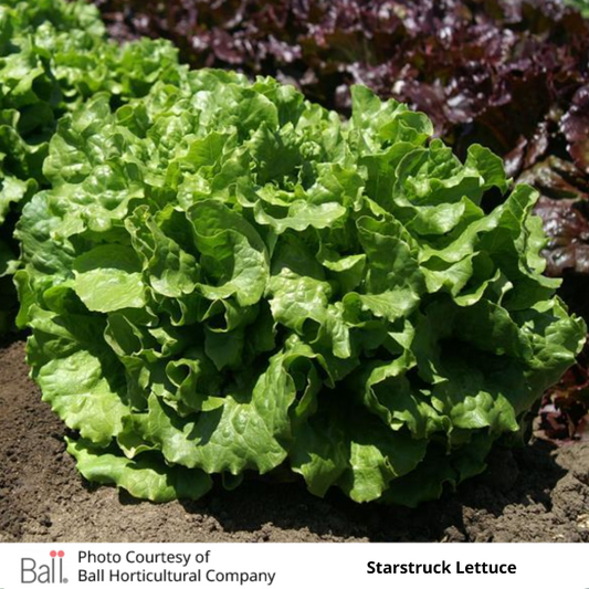 Lettuce Starstruck Green Leaf Pack