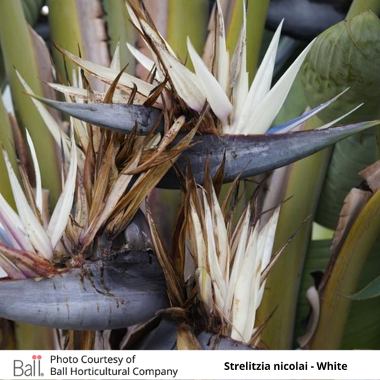 Strelitzia nicolai