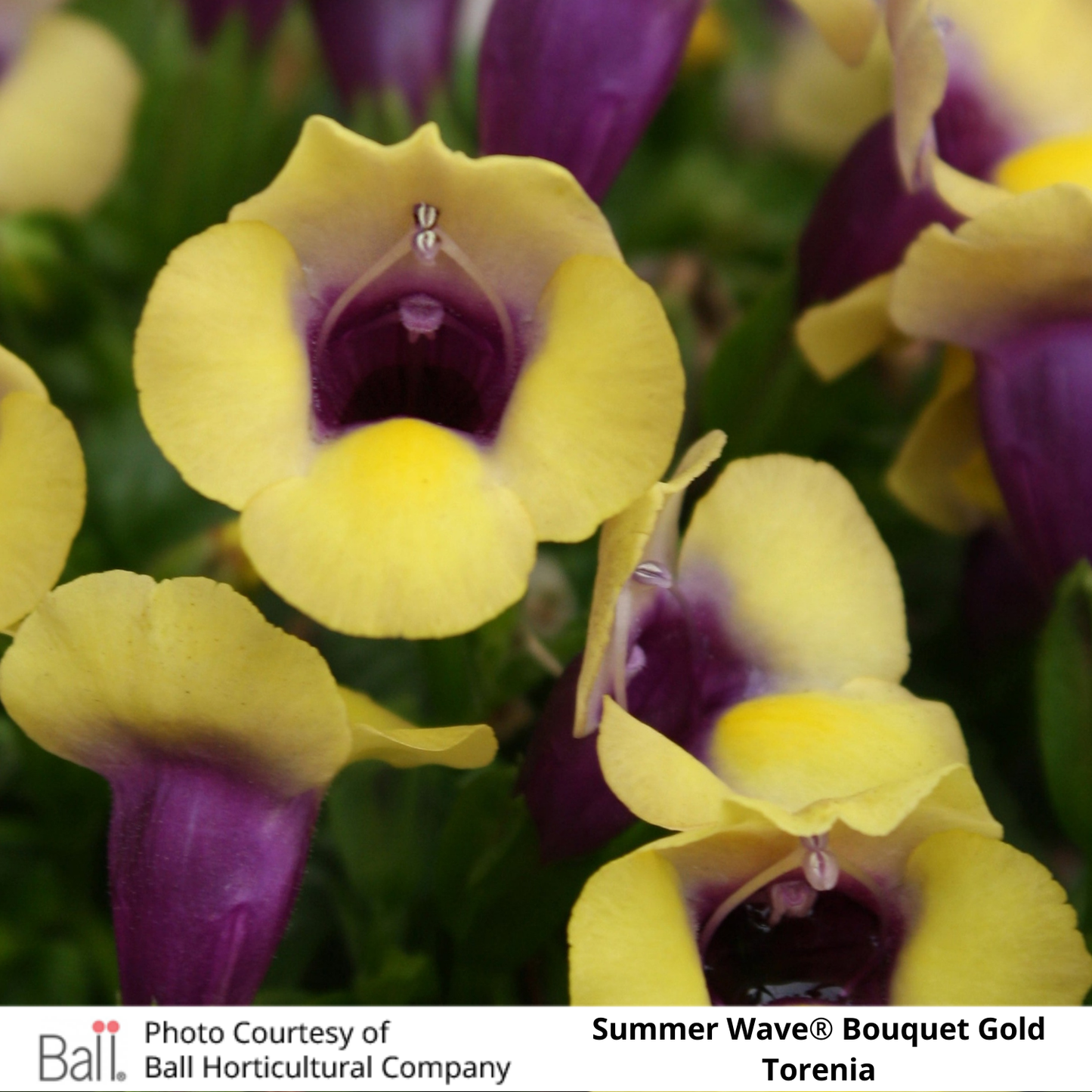 Summer Wave® Bouquet Gold Torenia