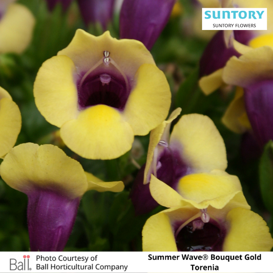 Summer Wave® Bouquet Gold Torenia