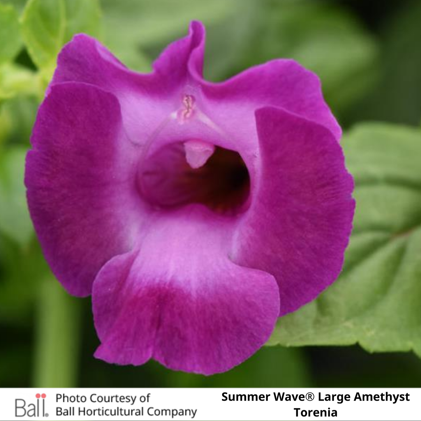 Summer Wave® Large Amethyst Torenia