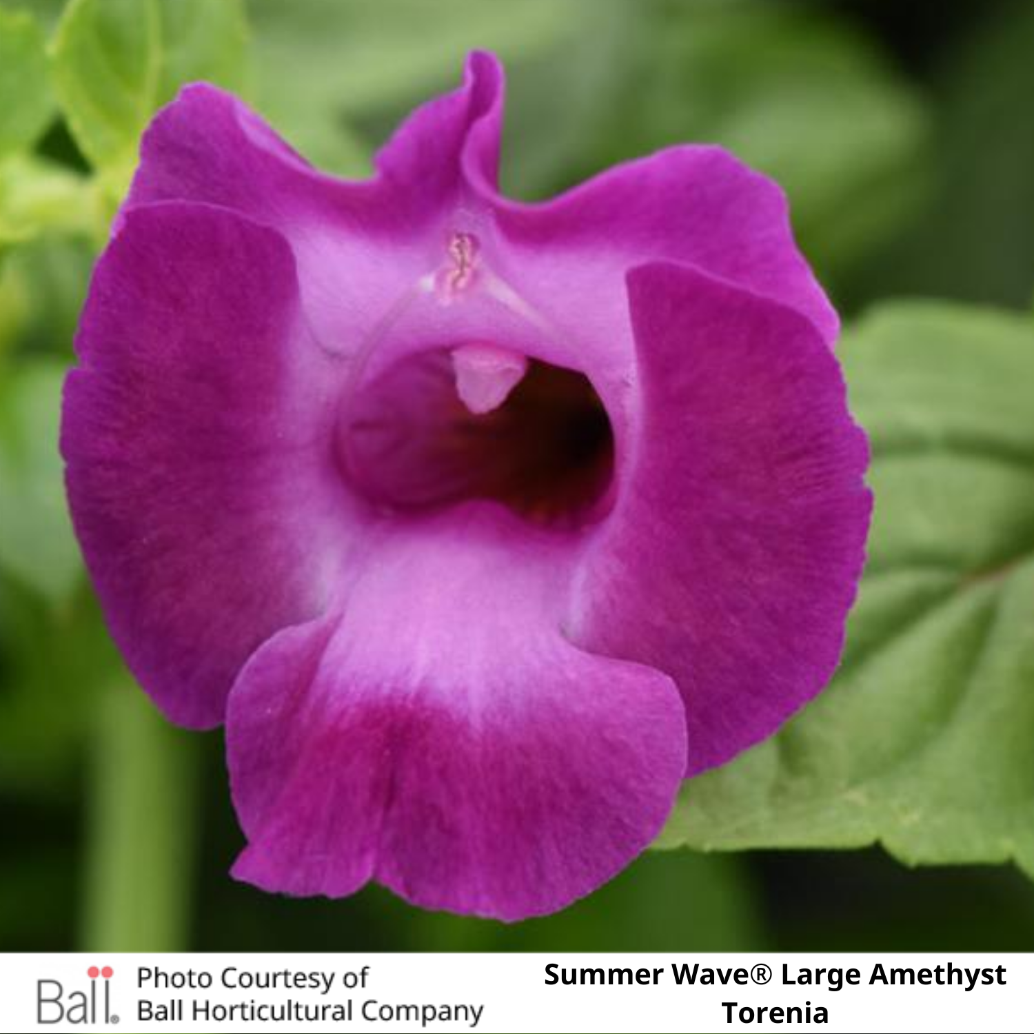 Summer Wave® Large Amethyst Torenia