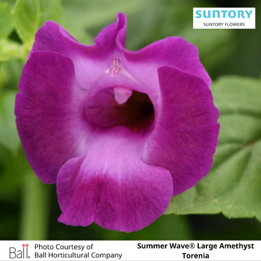 Summer Wave® Large Amethyst Torenia