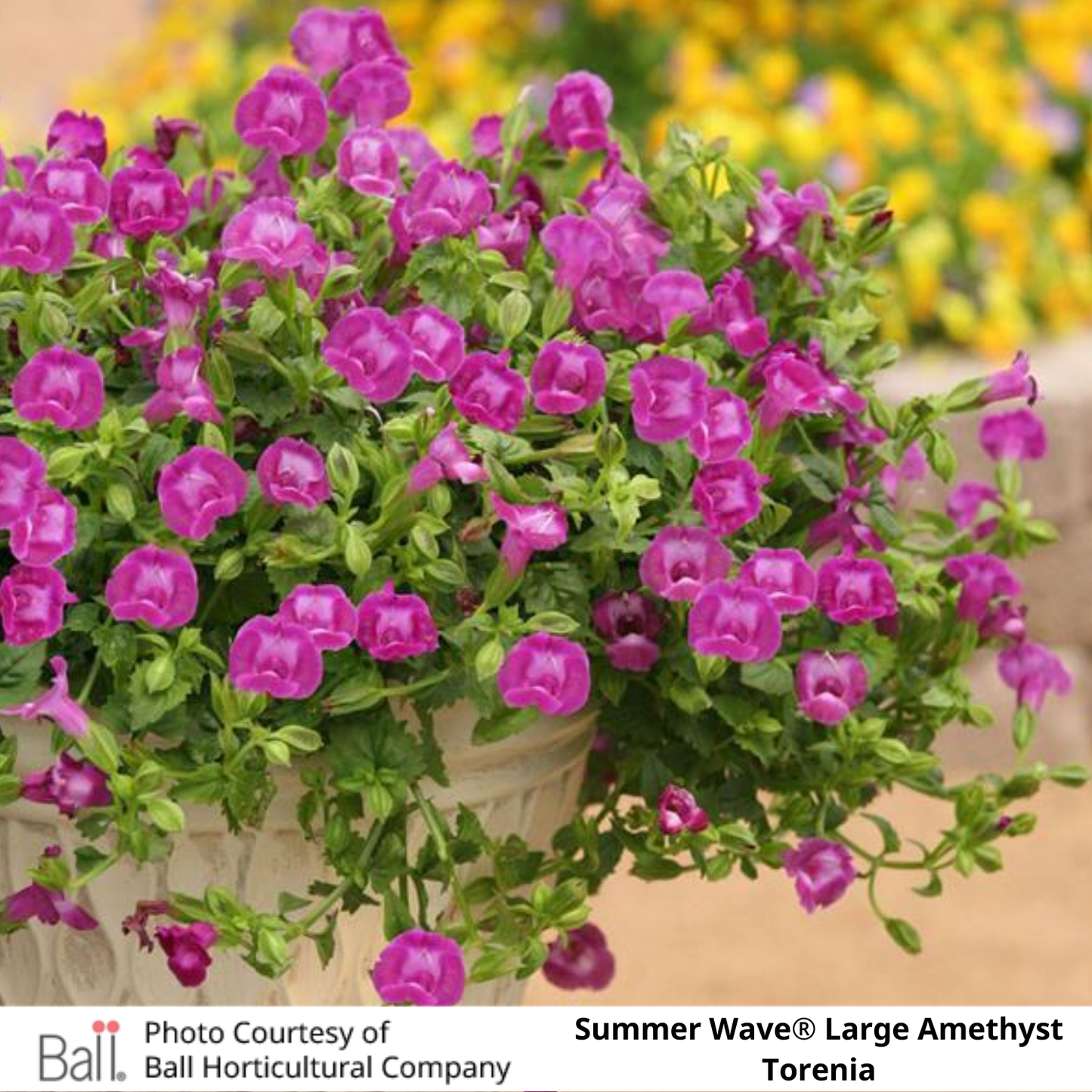 Summer Wave® Large Amethyst Torenia