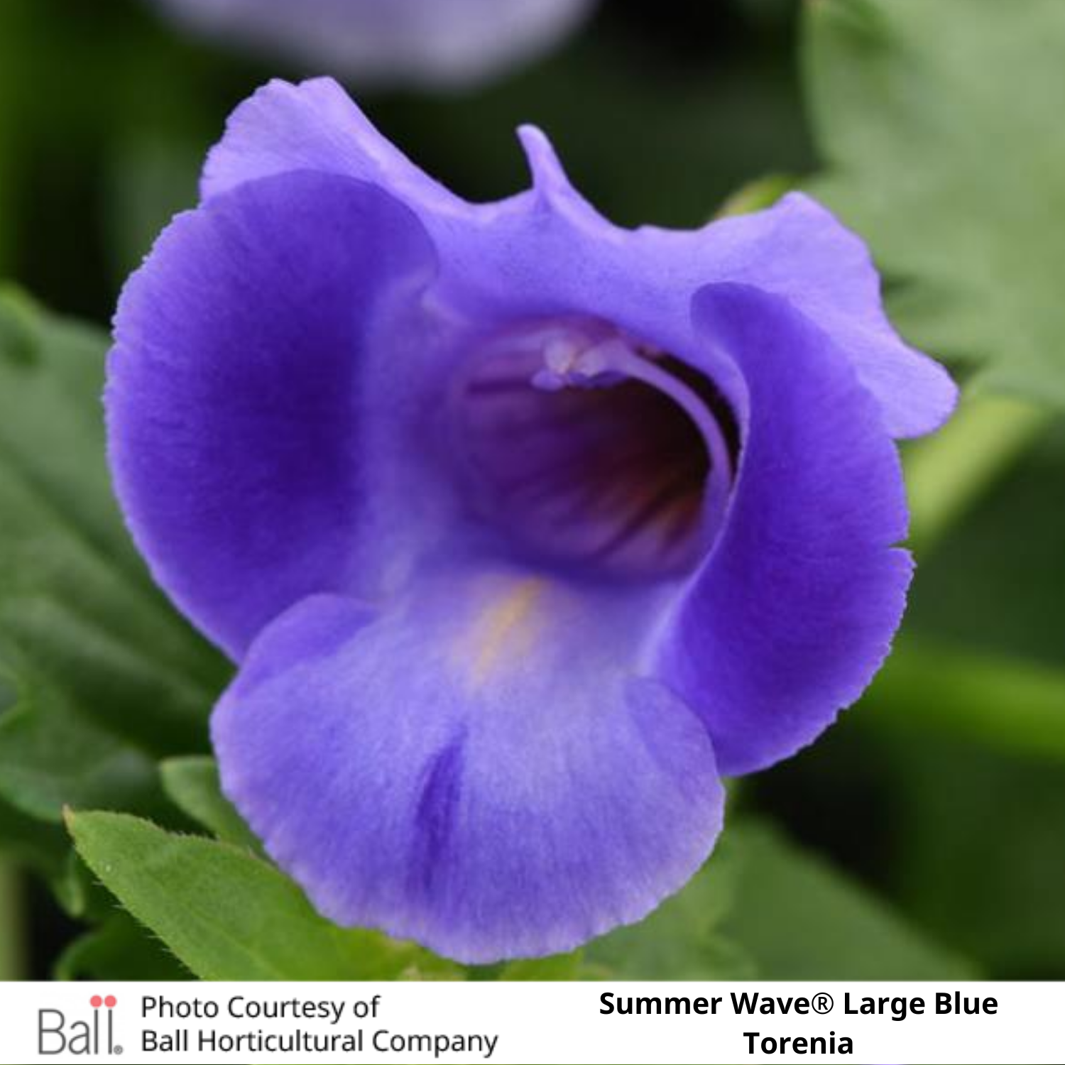 Summer Wave® Large Blue Torenia