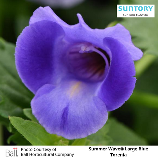 Summer Wave® Large Blue Torenia
